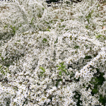 今週は春になるらしい。花も咲くらしい